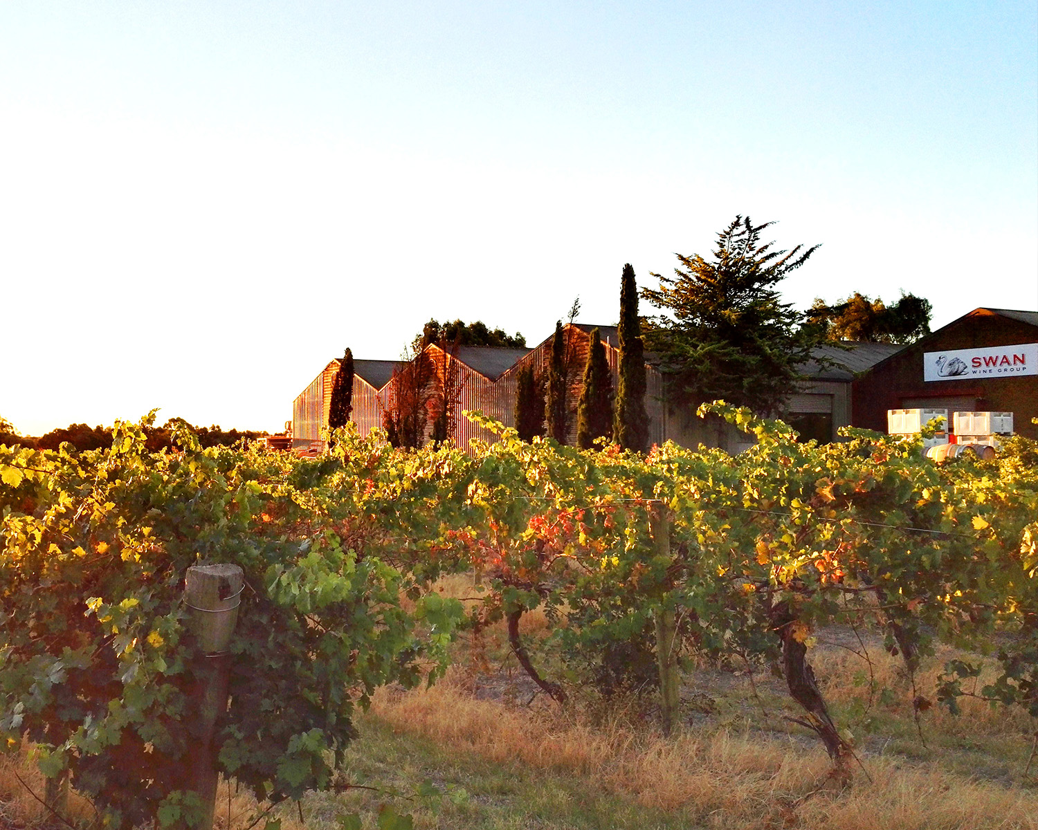 Barossa Valley vineyard rows under warm sunlight