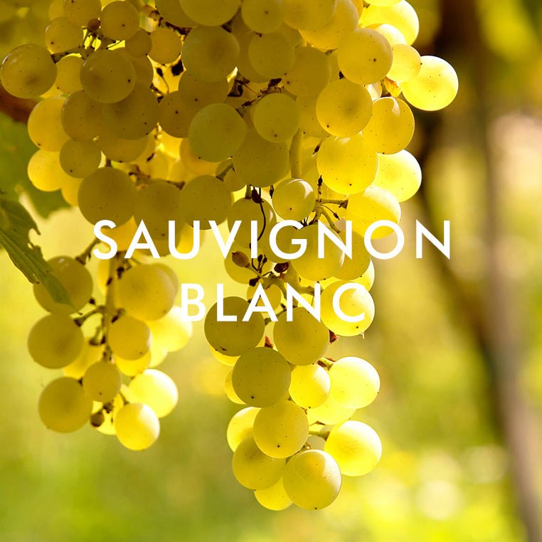 Sauvignon Blanc grapes category artwork