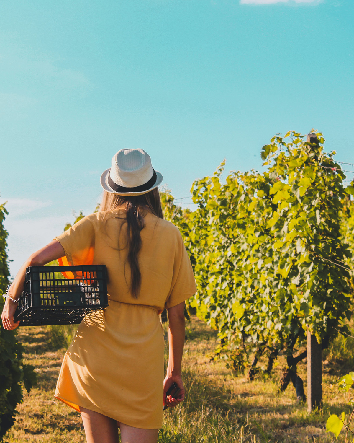 A sunlit vineyard path representing Red Deer Station's South Australian wine country