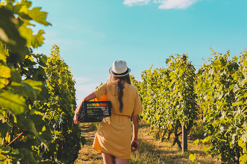 A sunlit vineyard path representing Red Deer Station's South Australian wine country